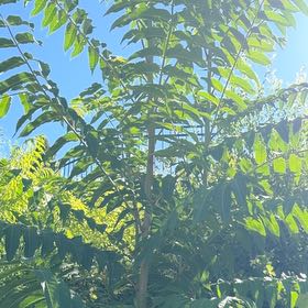 Photo of the plant species Neem by @IdolBarley87 named Tupot amaroot on Greg, the plant care app