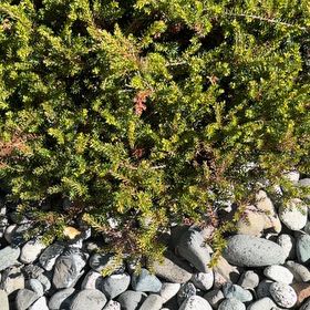 Photo of the plant species Winter Heath by @IdolBarley87 named Muhammad Ali on Greg, the plant care app
