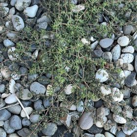Photo of the plant species Graceful Sandmat by @IdolBarley87 named Kardashian on Greg, the plant care app