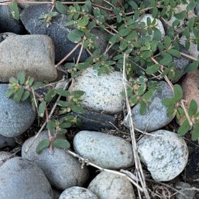 Photo of the plant species Milk Purslane by @IdolBarley87 named Khaleesi on Greg, the plant care app