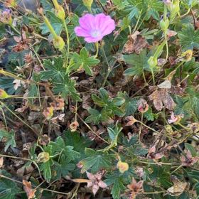 Photo of the plant species Bloody Geranium by @IdolBarley87 named Elle on Greg, the plant care app