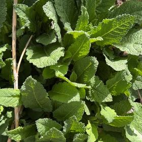 Photo of the plant species Meadow Sage by @GemLaceyoak68 named Miley on Greg, the plant care app