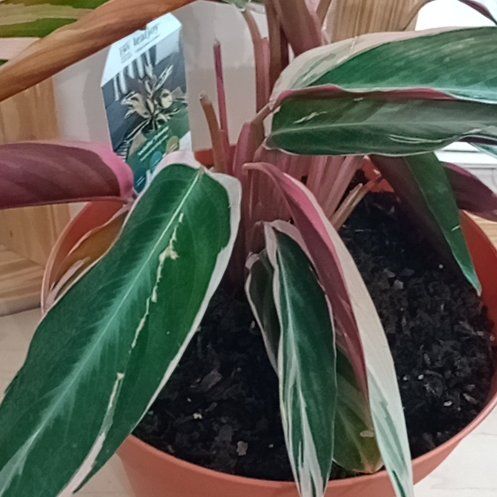 Photo of the plant species Stromanthe sanguinea 'Tricolor' by @FoxyTievine11 named Lavender on Greg, the plant care app
