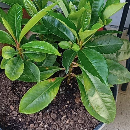 Photo of the plant species Christmas Berry by @FoxyTievine11 named Khaleesi on Greg, the plant care app