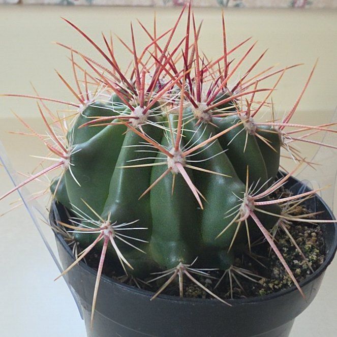 Photo of the plant species Fire Barrel Cactus by @MiraclePokaka named M.C. Hammer on Greg, the plant care app