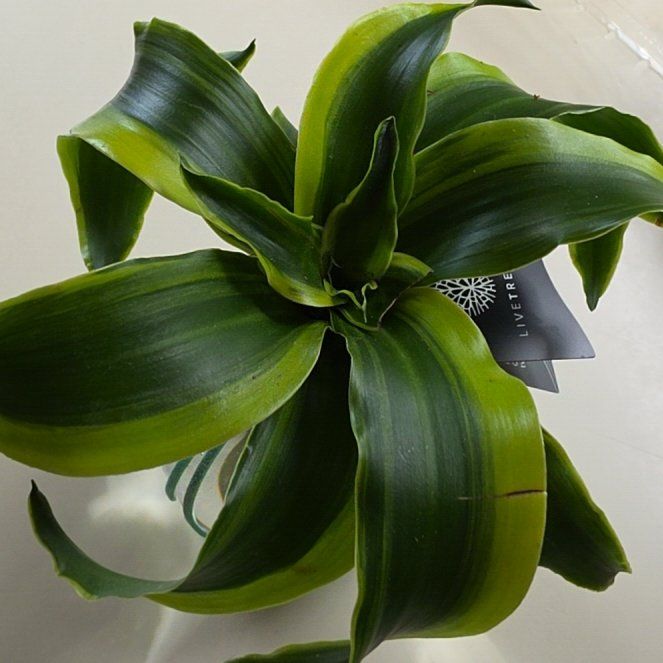 Photo of the plant species Dracaena Tornado Twisted by @MiraclePokaka named Keanu Leaves on Greg, the plant care app