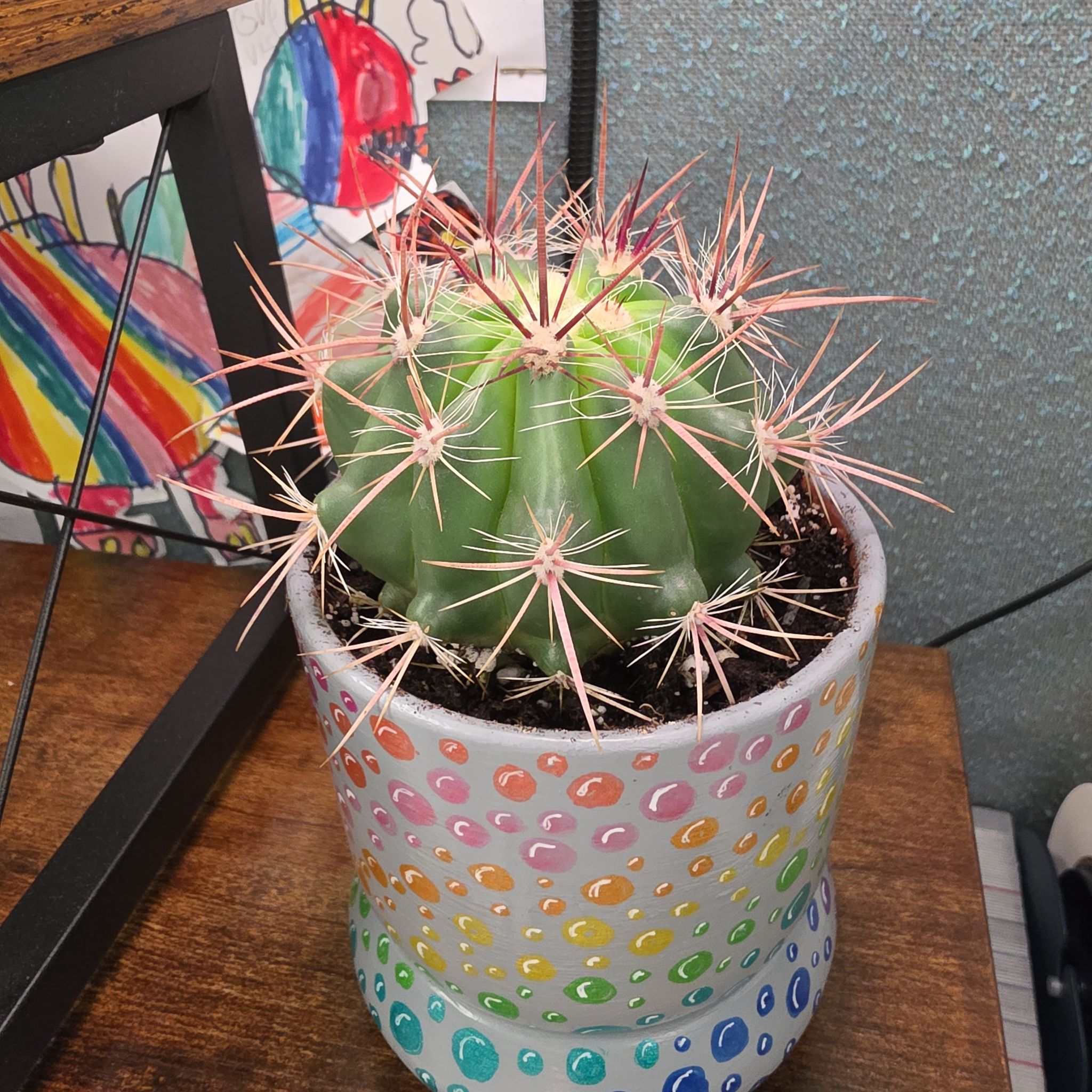Photo of the plant species Fire Barrel Cactus by @MiraclePokaka named M.C. Hammer on Greg, the plant care app