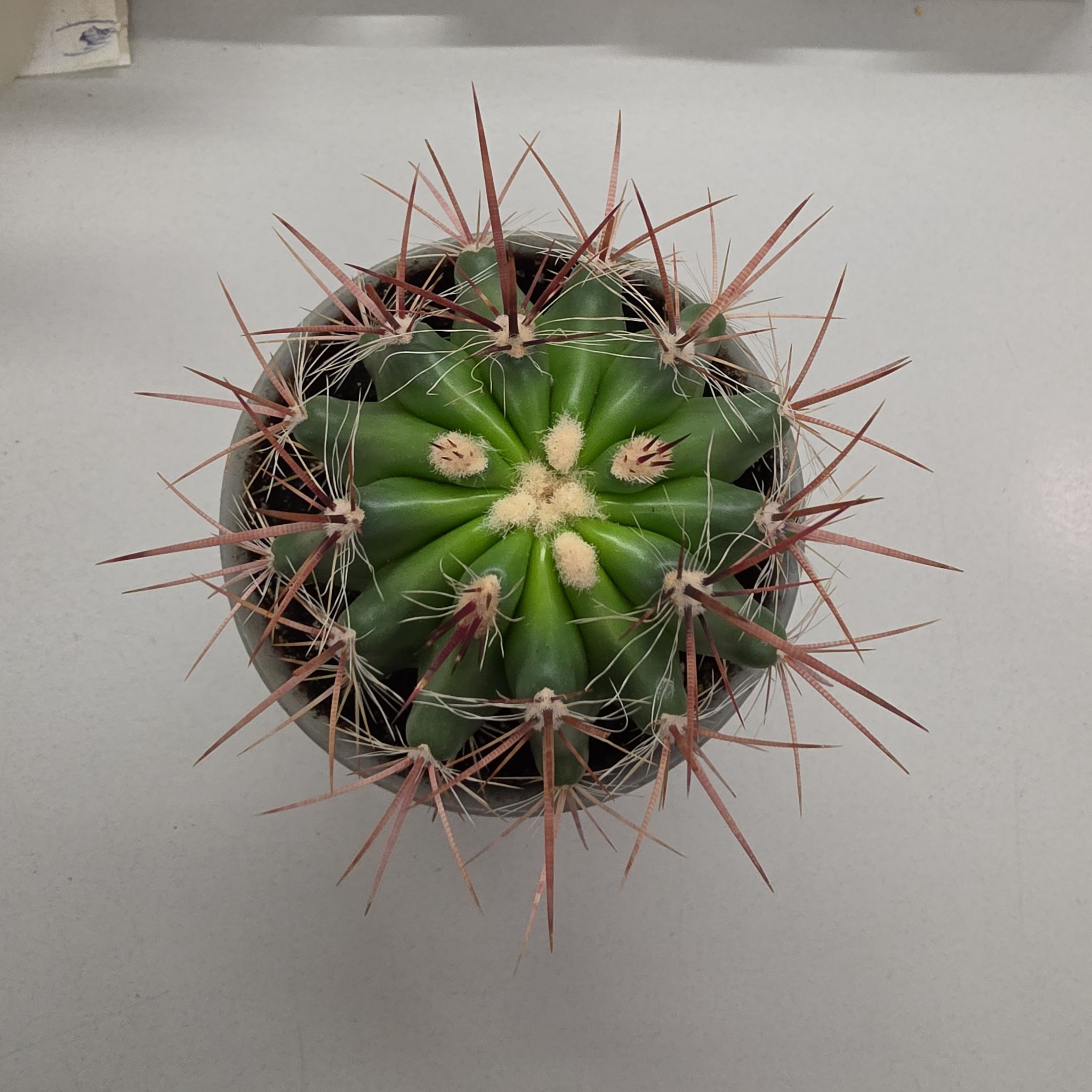 Photo of the plant species Fire Barrel Cactus by @MiraclePokaka named M.C. Hammer on Greg, the plant care app