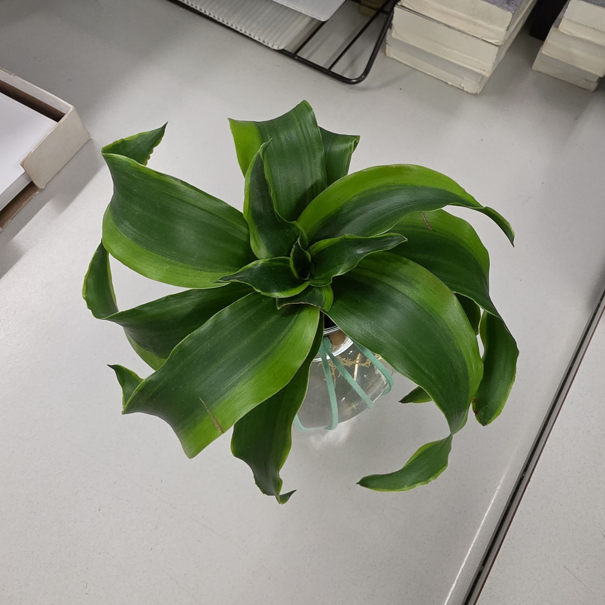 Photo of the plant species Dracaena Tornado Twisted by @MiraclePokaka named Keanu Leaves on Greg, the plant care app
