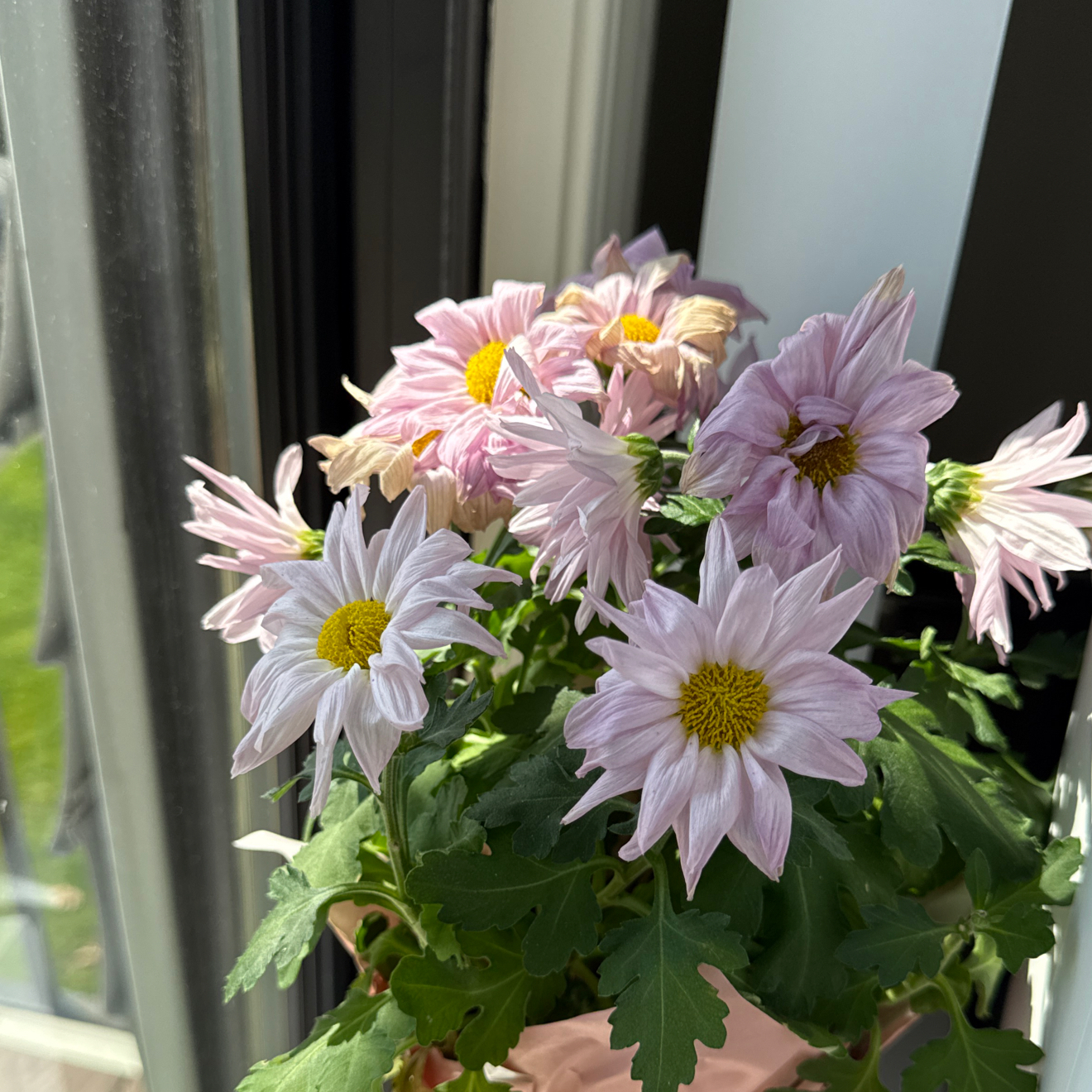 Photo of the plant species Chrysanthemum by @HipAgarito5 named Keanu Leaves on Greg, the plant care app