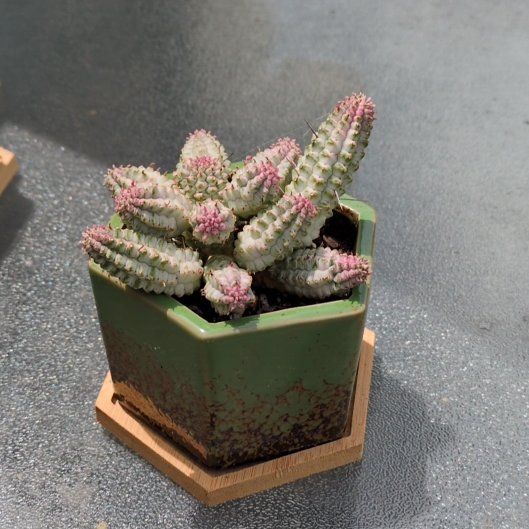 Photo of the plant species Corncob Cactus by @GemCapeweed1 named Corn on Greg, the plant care app