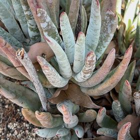 Photo of the plant species Fingertips by @PrimalSedge65 named Huckleberry Fern on Greg, the plant care app