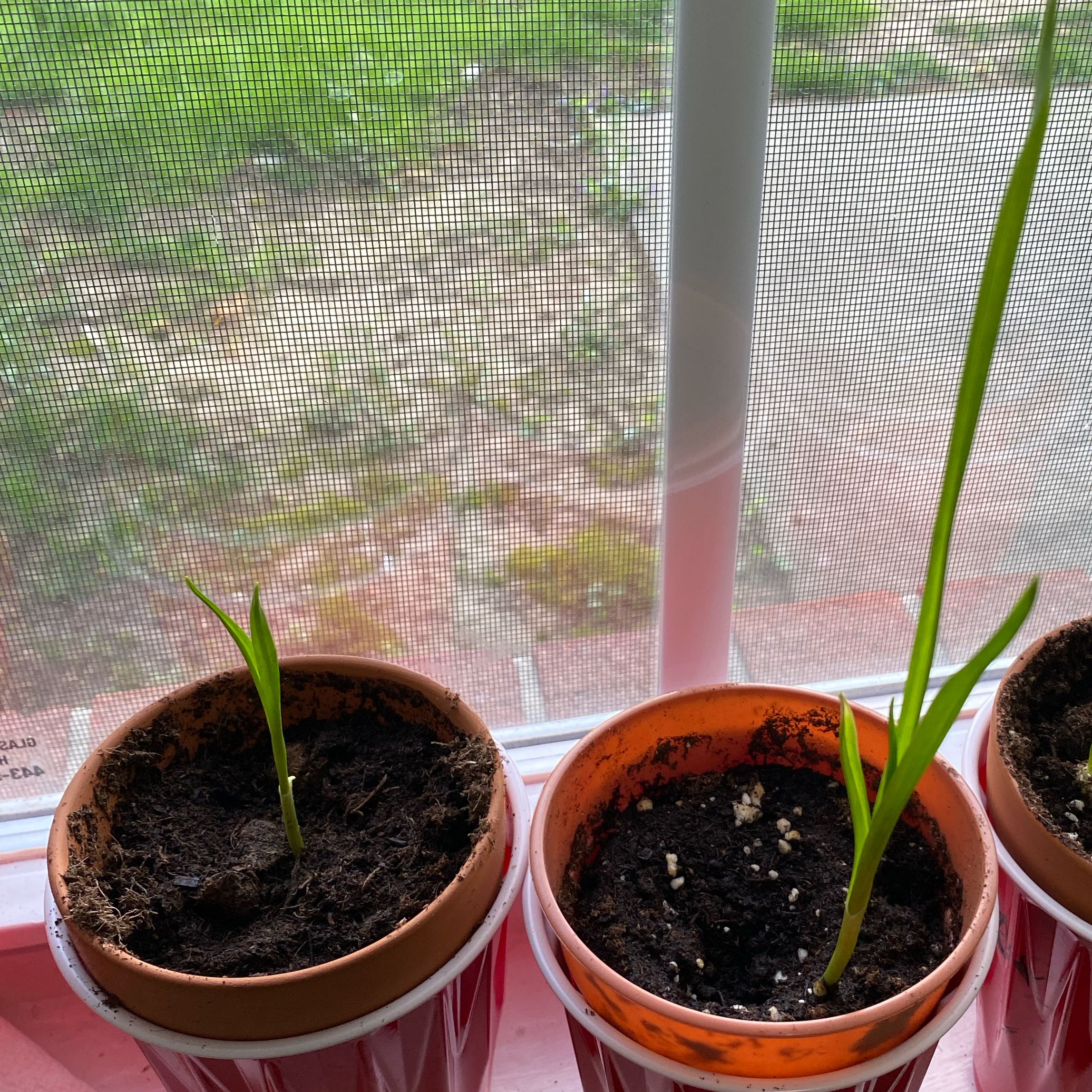 Photo of the plant species German White Garlic by @ProMirabilis44 named Captain Plant-it on Greg, the plant care app