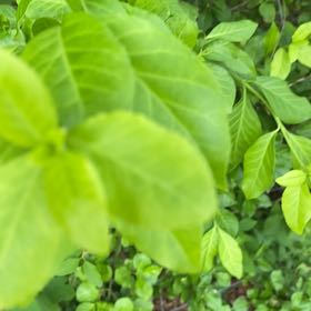 Photo of the plant species Fortune's Spindle by @DesiredRosea8 named Figyonce on Greg, the plant care app