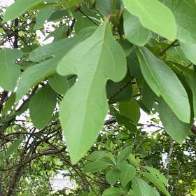 Photo of the plant species Common Sassafras by @DesiredRosea8 named Diana on Greg, the plant care app