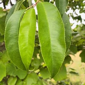 Photo of the plant species Black Chokecherry by @DesiredRosea8 named Willow on Greg, the plant care app