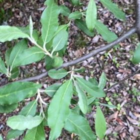 Photo of the plant species Autumn Olive by @DesiredRosea8 named Cleopatra on Greg, the plant care app