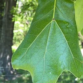 Photo of the plant species Water Oak by @DesiredRosea8 named Curie on Greg, the plant care app