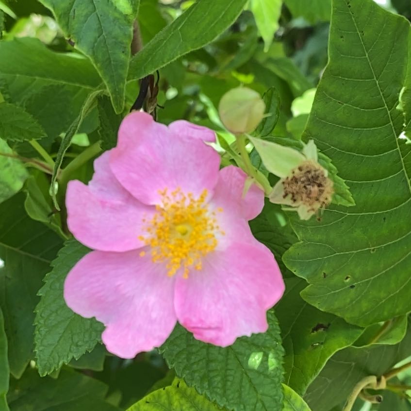 Photo of the plant species Prairie Rose by @DesiredRosea8 named Bella on Greg, the plant care app