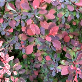 Photo of the plant species Japanese Barberry by @BrilliantFlax76 named Maya on Greg, the plant care app