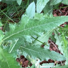 Photo of the plant species Canada Thistle by @BrilliantFlax76 named Harry on Greg, the plant care app