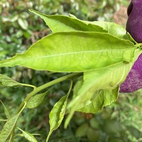 Photo of the plant species Horse-Apple by @BrilliantFlax76 named Gregarious on Greg, the plant care app