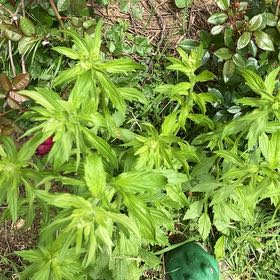 Photo of the plant species Culantro by @BrilliantFlax76 named Spike Leaves on Greg, the plant care app