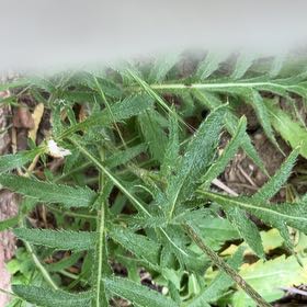 Photo of the plant species Oriental Poppy by @BrilliantFlax76 named Shakira on Greg, the plant care app