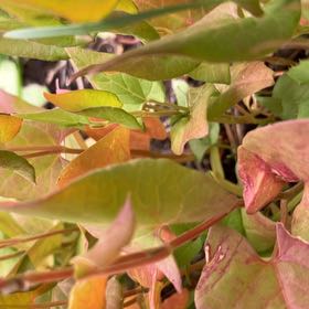 Photo of the plant species Black Bindweed by @BrilliantFlax76 named Zeus on Greg, the plant care app