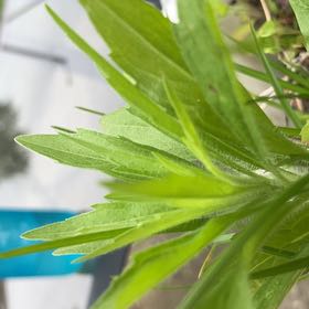 Photo of the plant species Daisy by @BrilliantFlax76 named Sir Plancelot on Greg, the plant care app