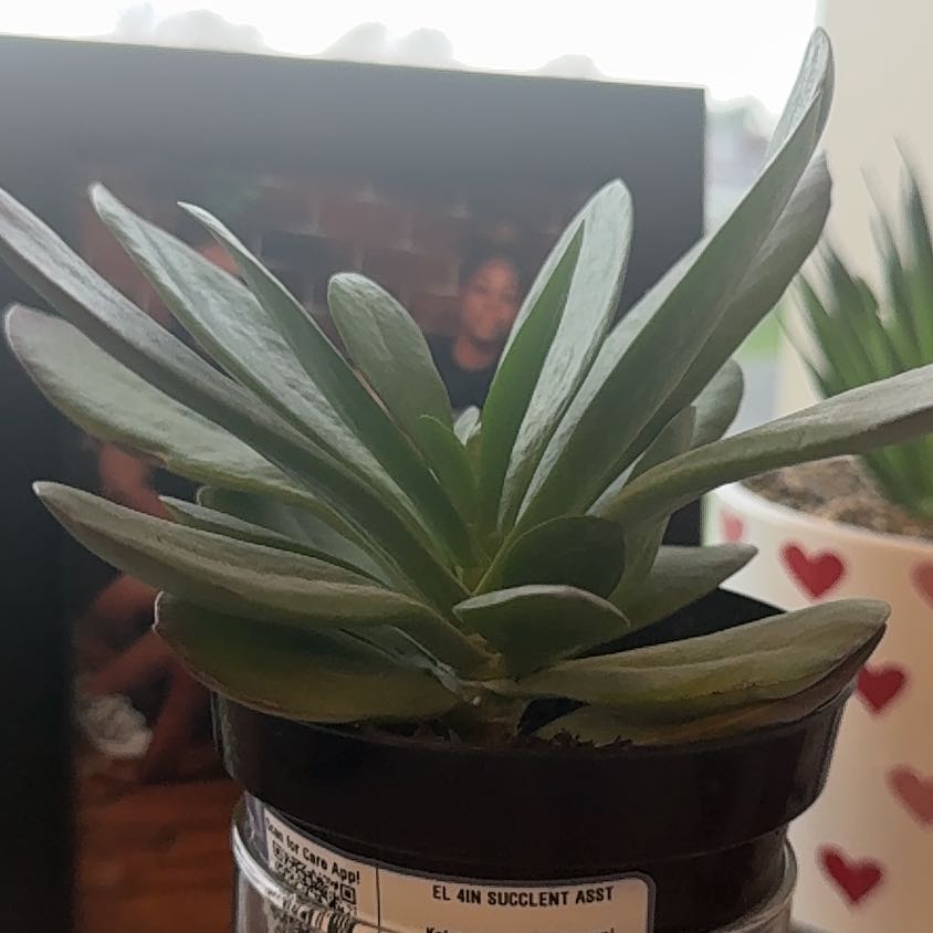 Photo of the plant species Kalanchoe 'Little Dragon' by @AJSCI30 named Shade on Greg, the plant care app