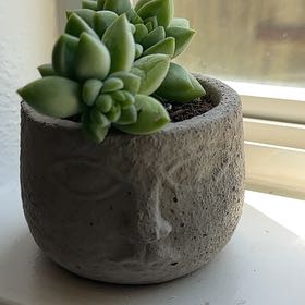 Photo of the plant species Sedeveria by @ComposedGabisan named Harry on Greg, the plant care app