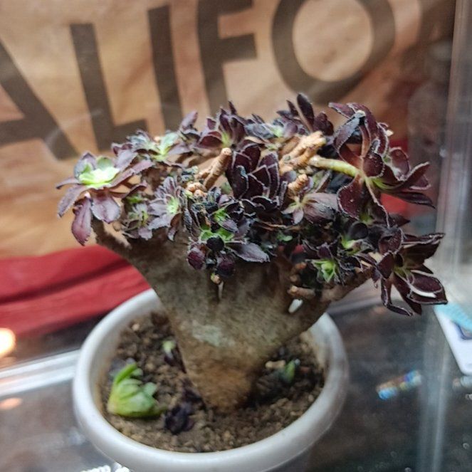 Photo of the plant species Aeonium 'Black Rose' by @HumbleTupeia named Xeno on Greg, the plant care app