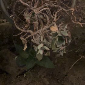 Photo of the plant species Brompton Stock by @PoetUrnplant63 named Sage on Greg, the plant care app