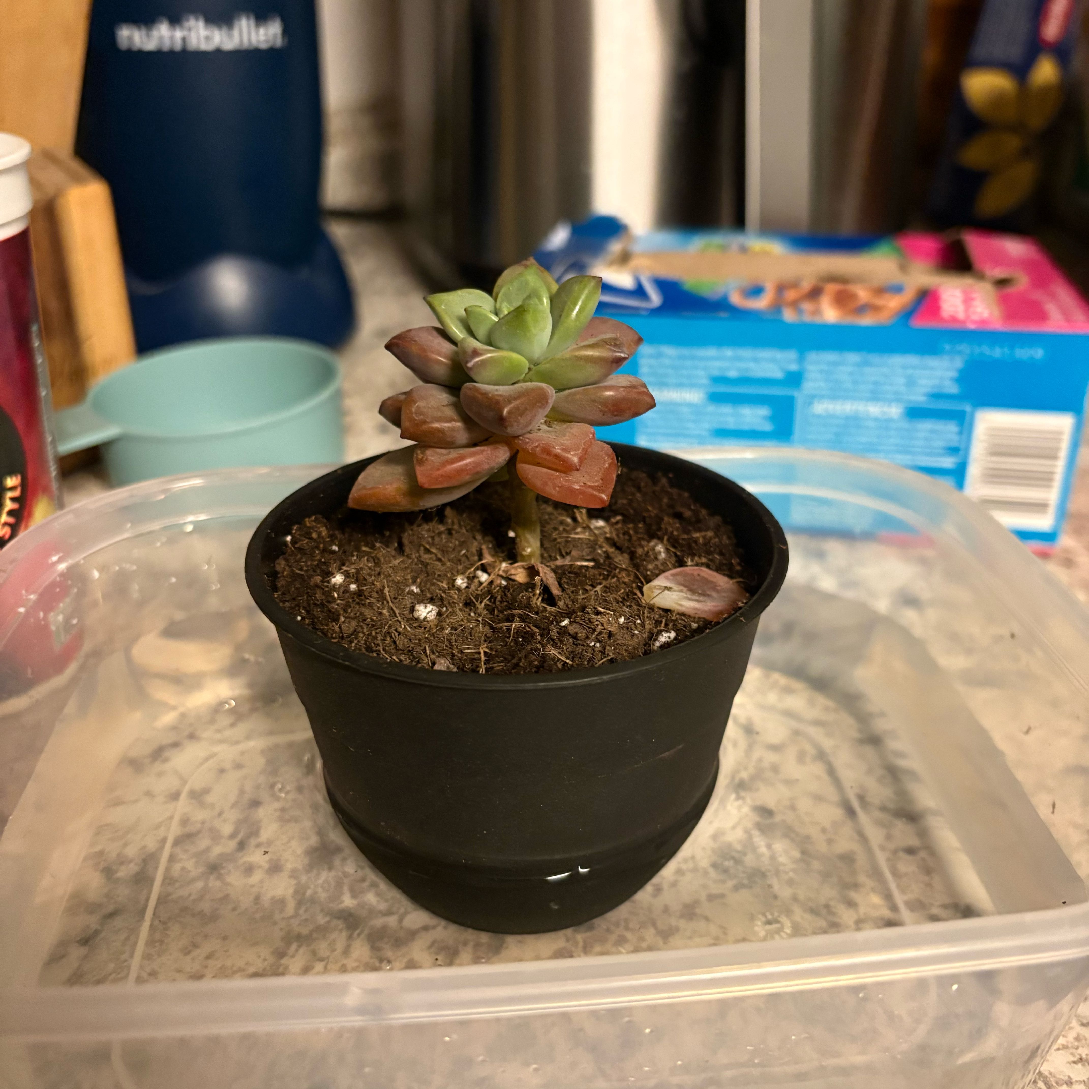 Photo of the plant species Graptosedum 'Vera Higgins' by @KeyNapaea75 named Victoria on Greg, the plant care app