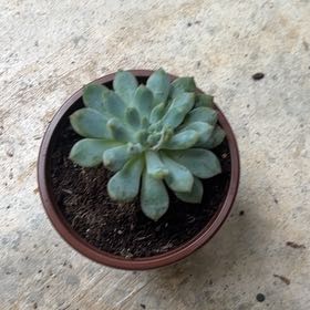 Photo of the plant species Sedeveria 'Blue Elf' by @SimpleStarters named Kesha on Greg, the plant care app