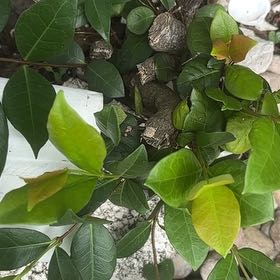 Photo of the plant species Surinam Cherry by @YesMostii15 named Apollo on Greg, the plant care app