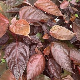 Photo of the plant species Copperleaf by @YesMostii15 named Forrest on Greg, the plant care app