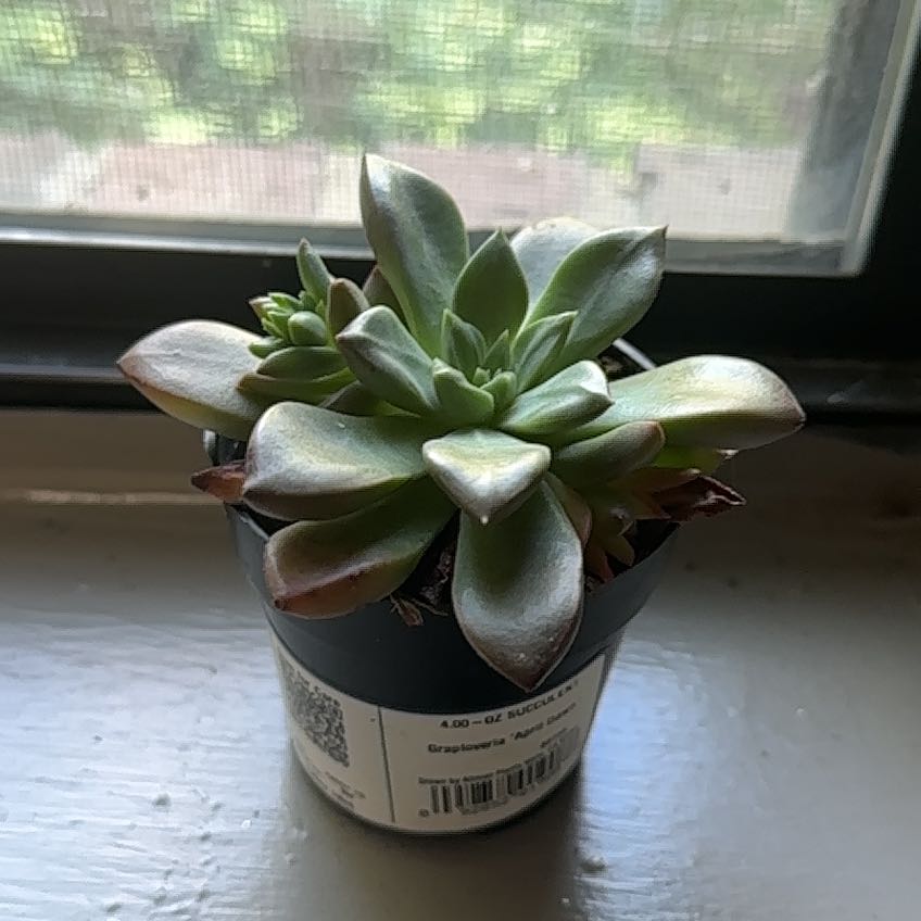Photo of the plant species Graptoveria 'April Dawn' by @TryCowslip64 named Bruce Lee on Greg, the plant care app