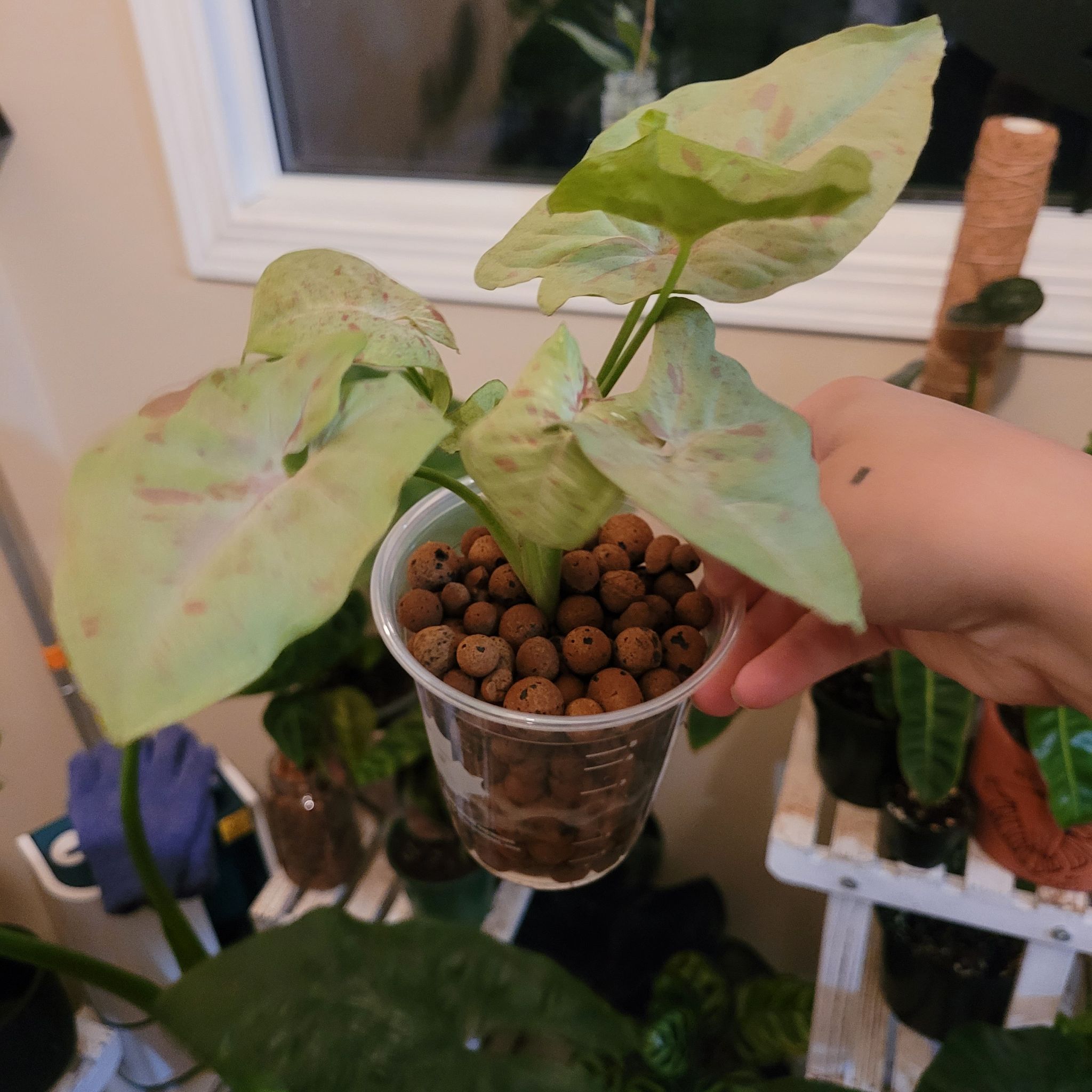 Syngonium 'Milk Confetti' plant in a clear plastic cup with LECA, held by a hand, other plants in the background.
