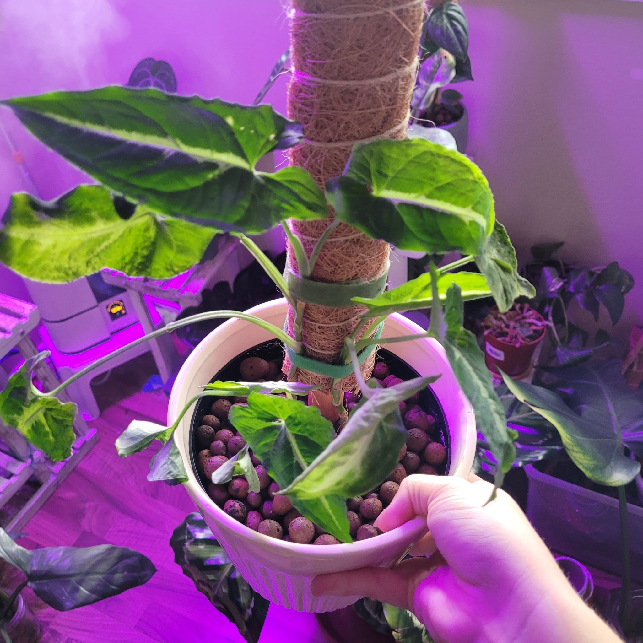 Syngonium wendlandii plant in a pot with visible soil and support pole, held by a hand.