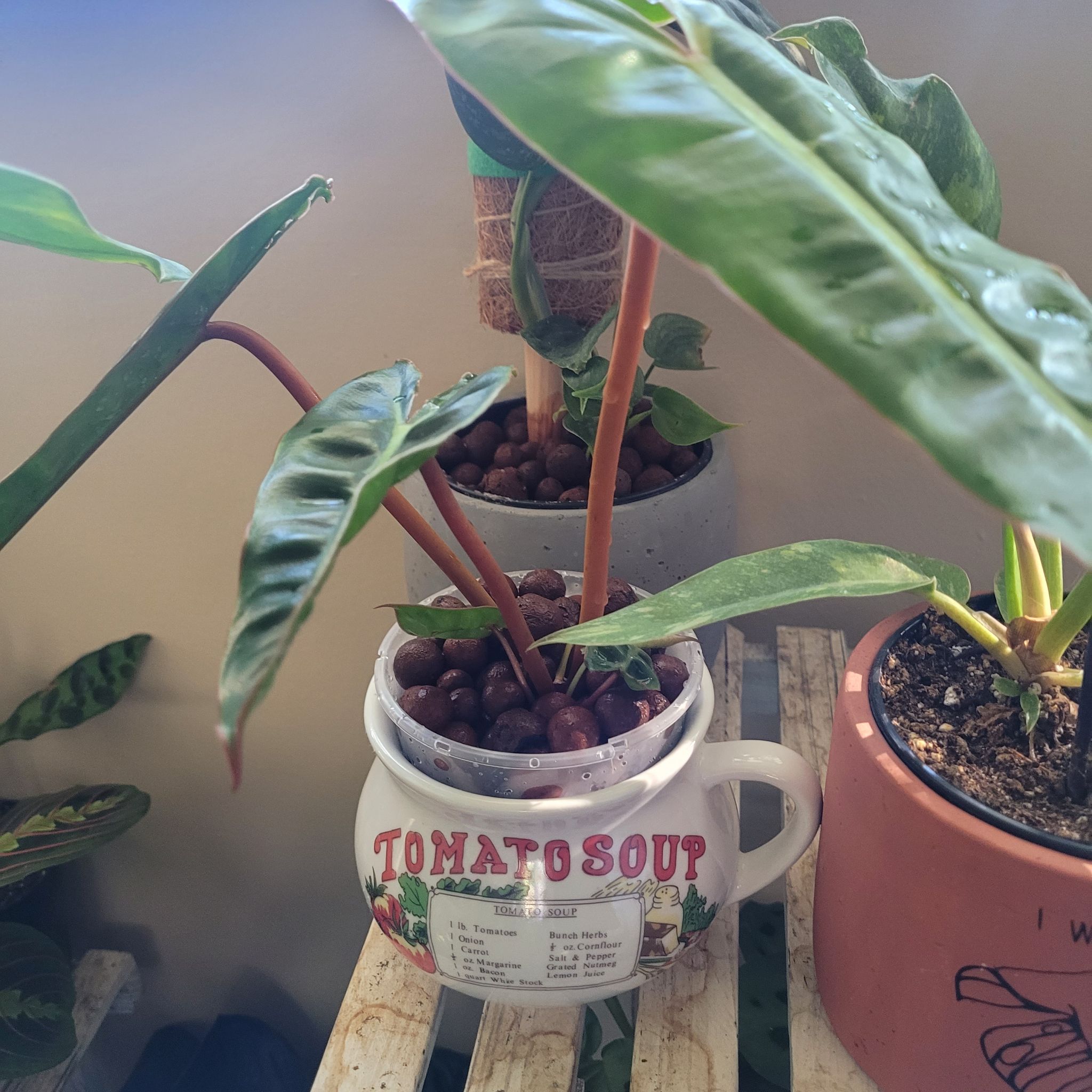 Philodendron billietiae plant in a 'Tomato Soup' container, healthy green leaves.