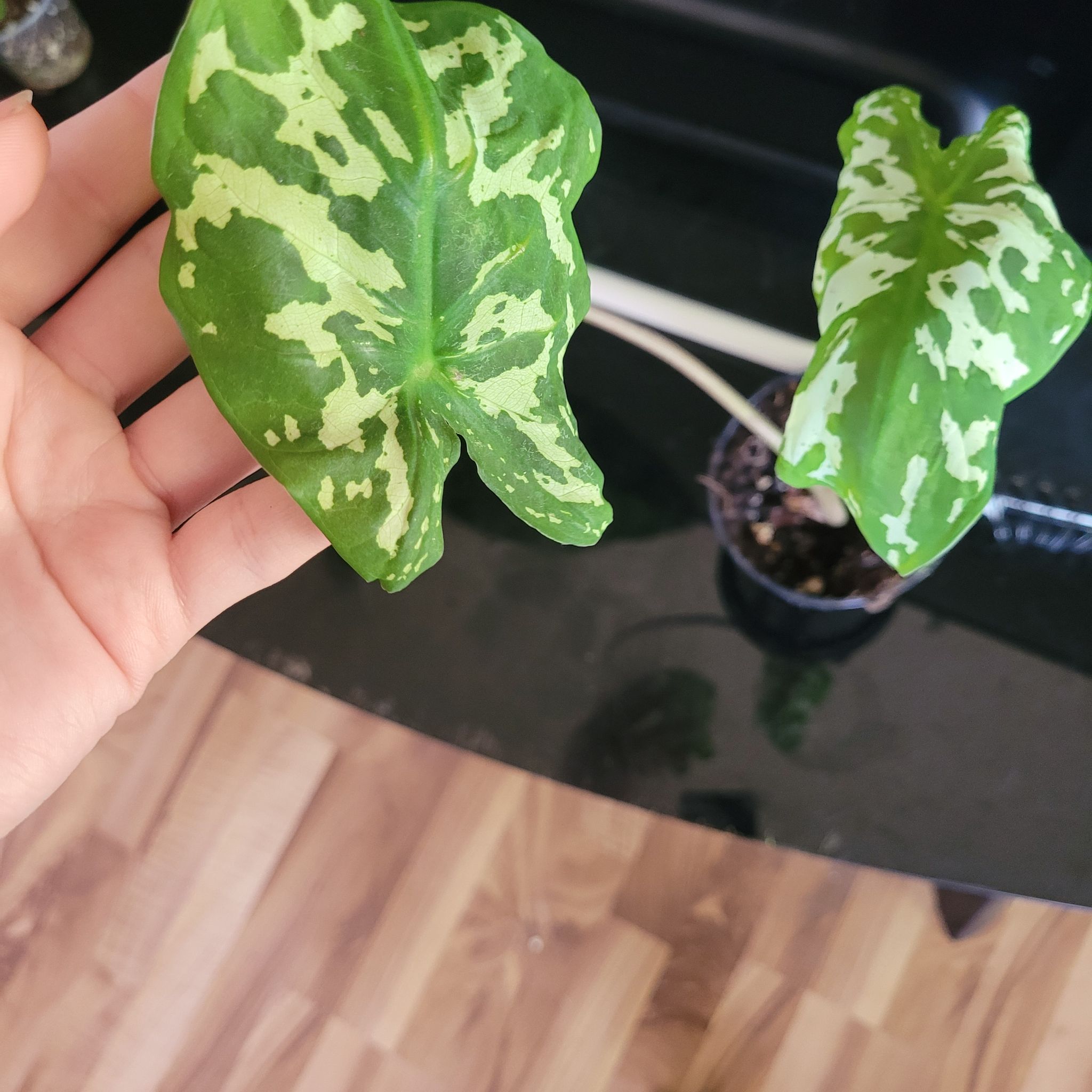 Caladium Hilo Beauty plant with variegated leaves, hand holding one leaf.