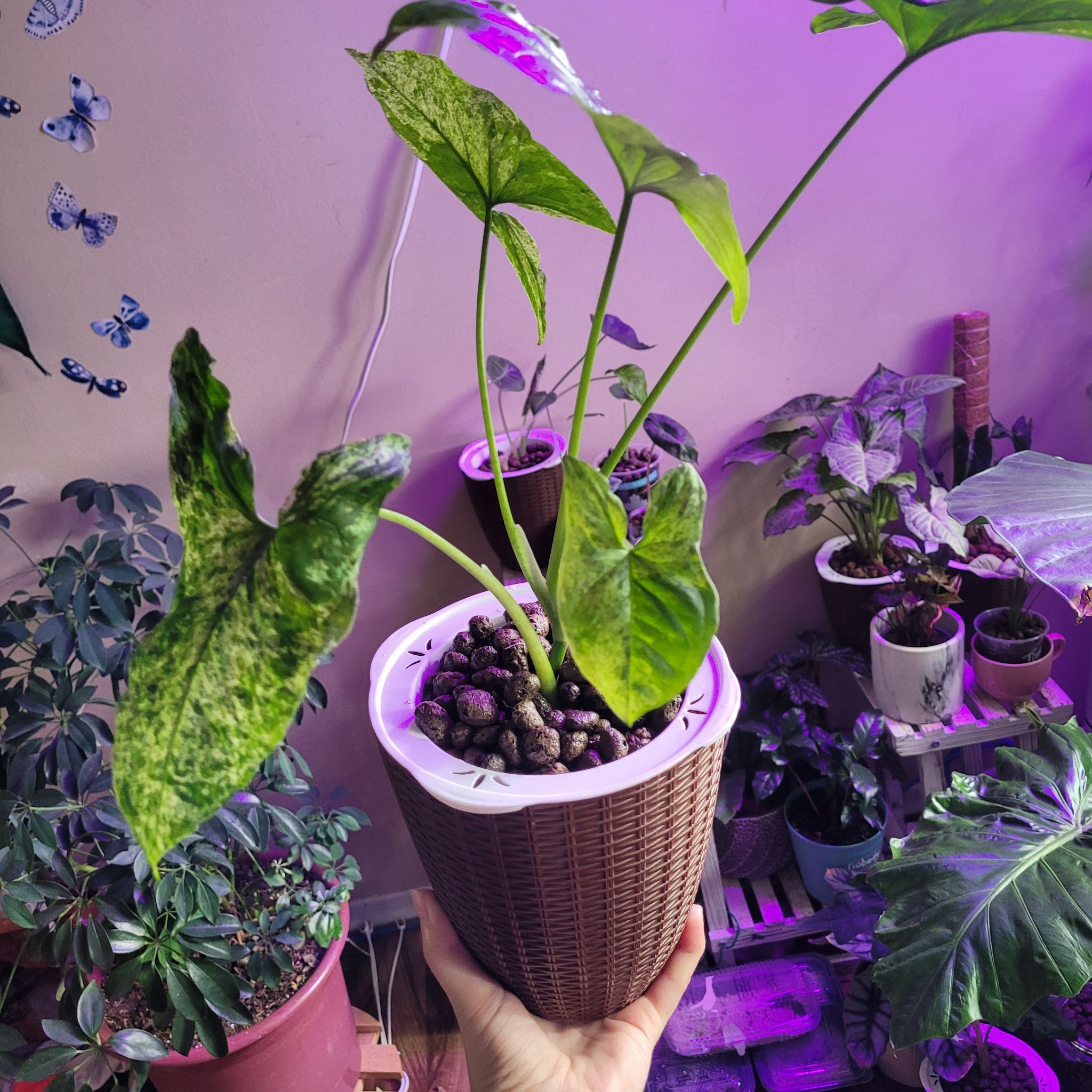 Syngonium podophyllum 'Mojito' plant in a pot, held by a hand, with other plants in the background.