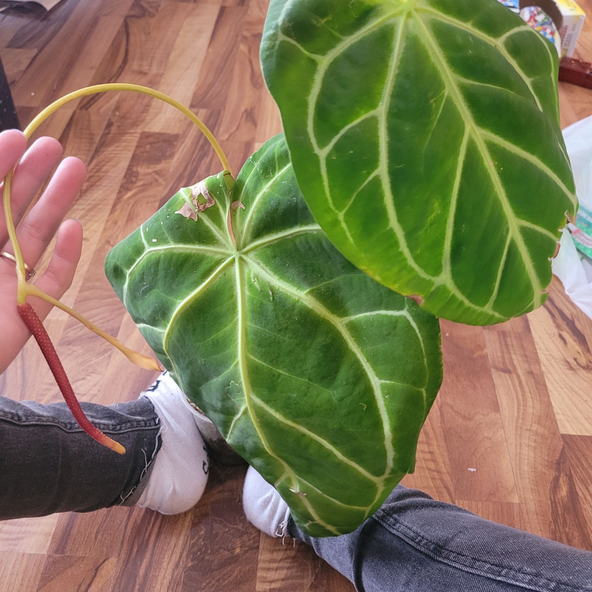 Anthurium crystallinum magnificum with large green leaves and prominent white veins, held by a hand.