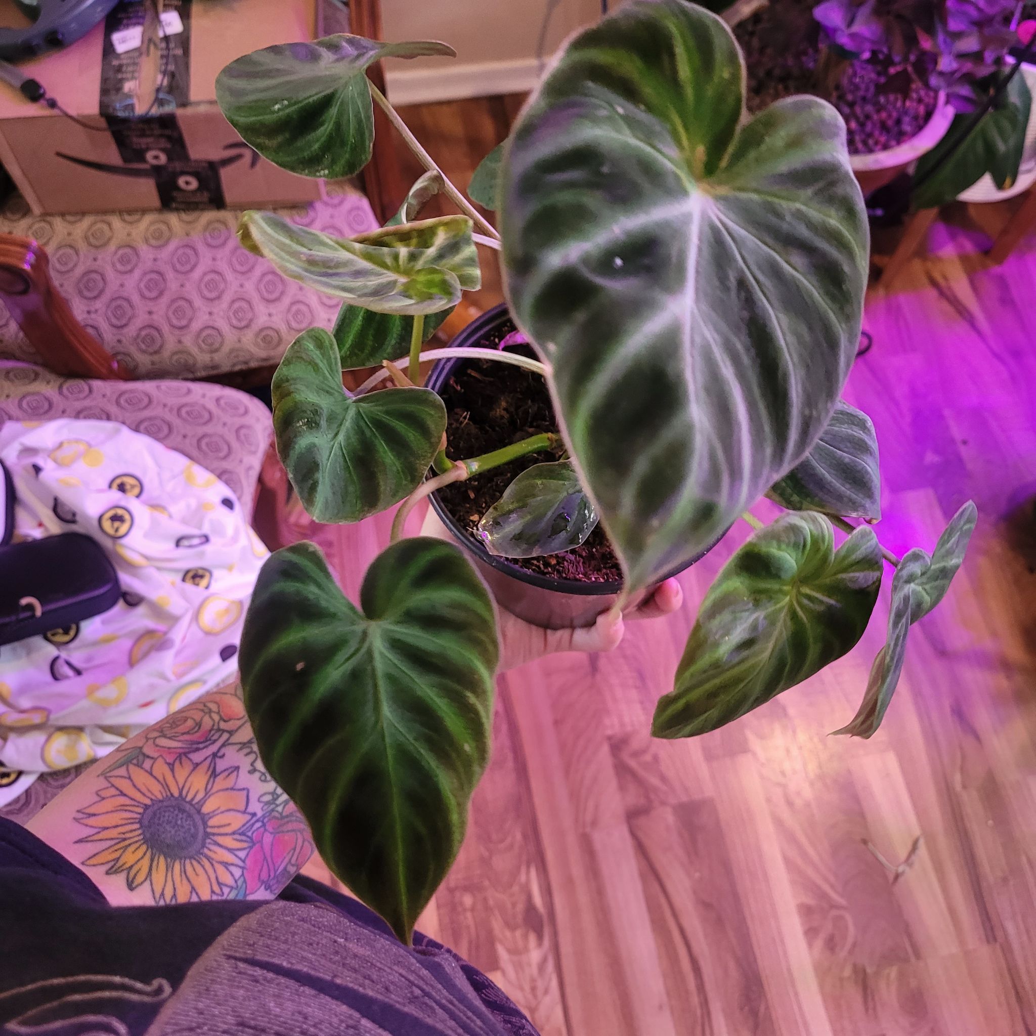 Healthy Ecuador Philodendron with vibrant green leaves in a pot.