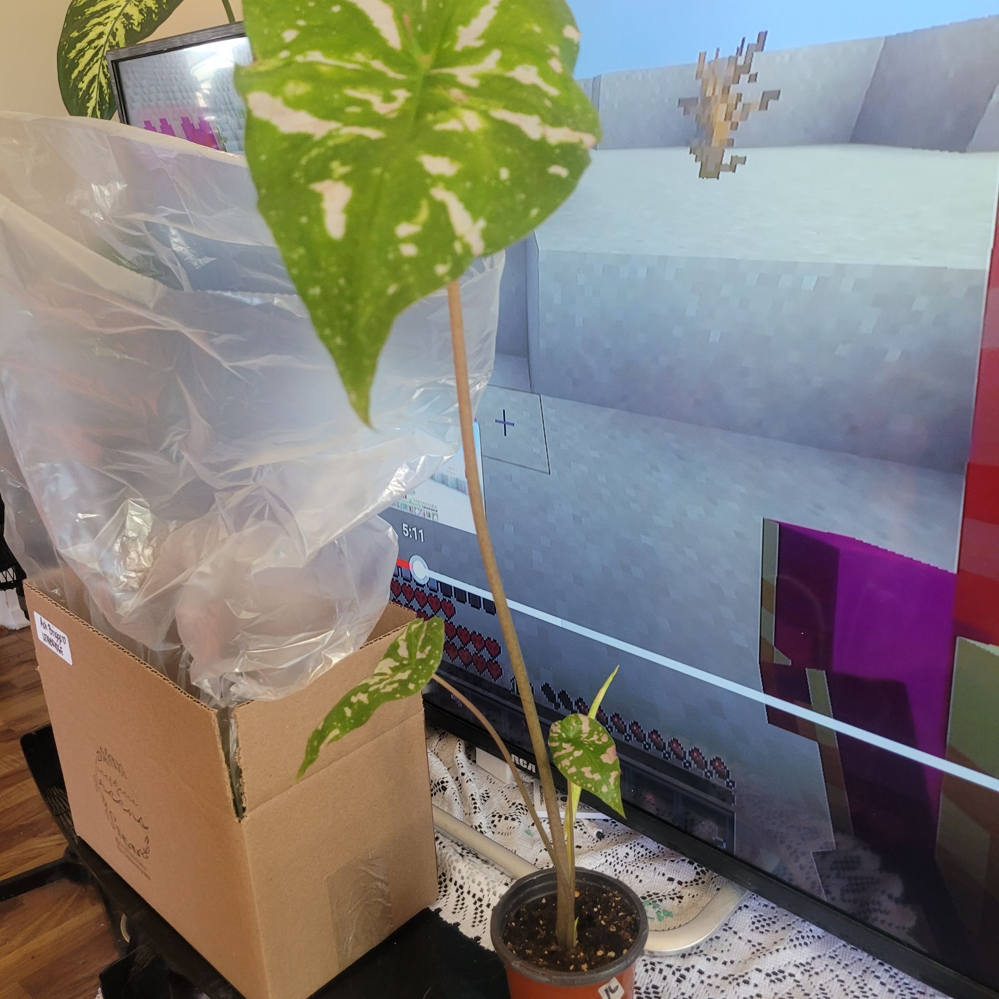 Photo of the plant species Caladium 'Poison Dart Frog' by @ashbandicoot named Jean-Bob on Greg, the plant care app