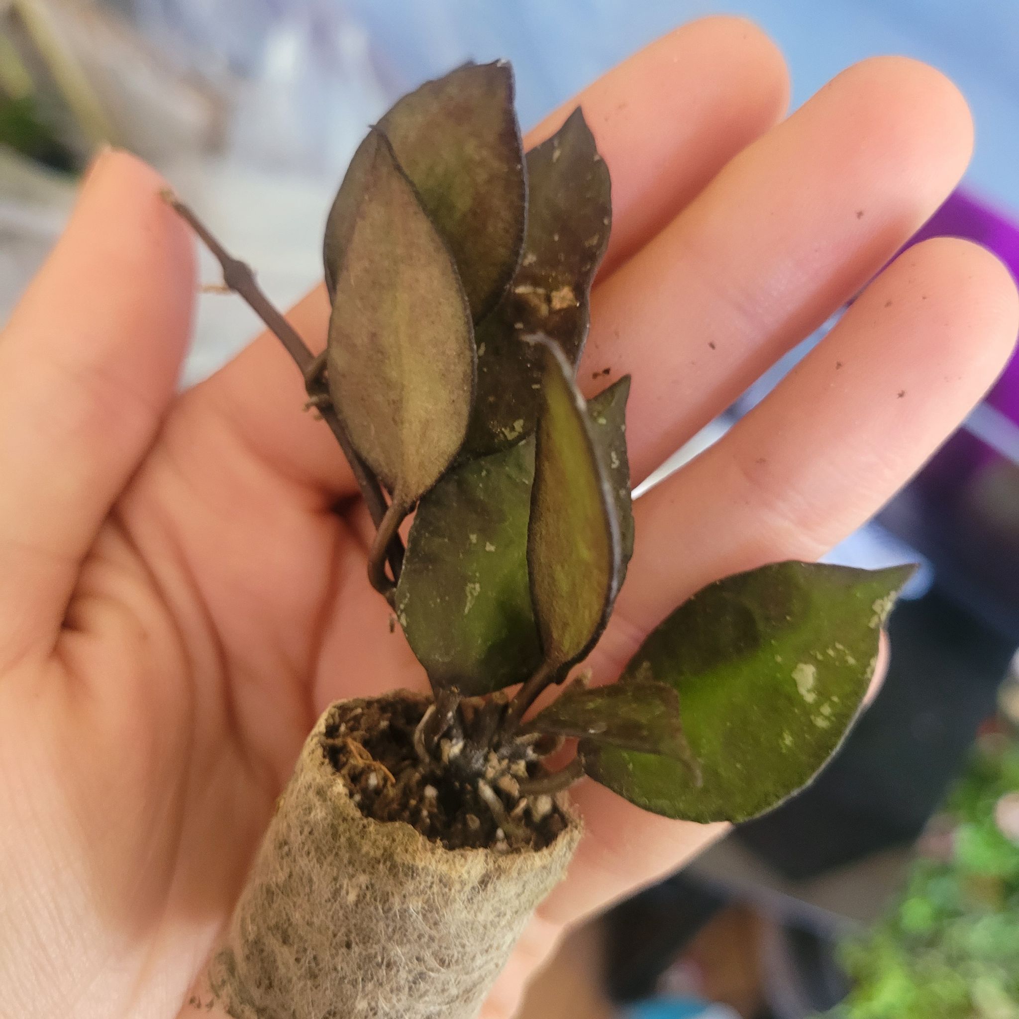 Hoya krohniana black plant with browning leaves held in a hand, soil visible.