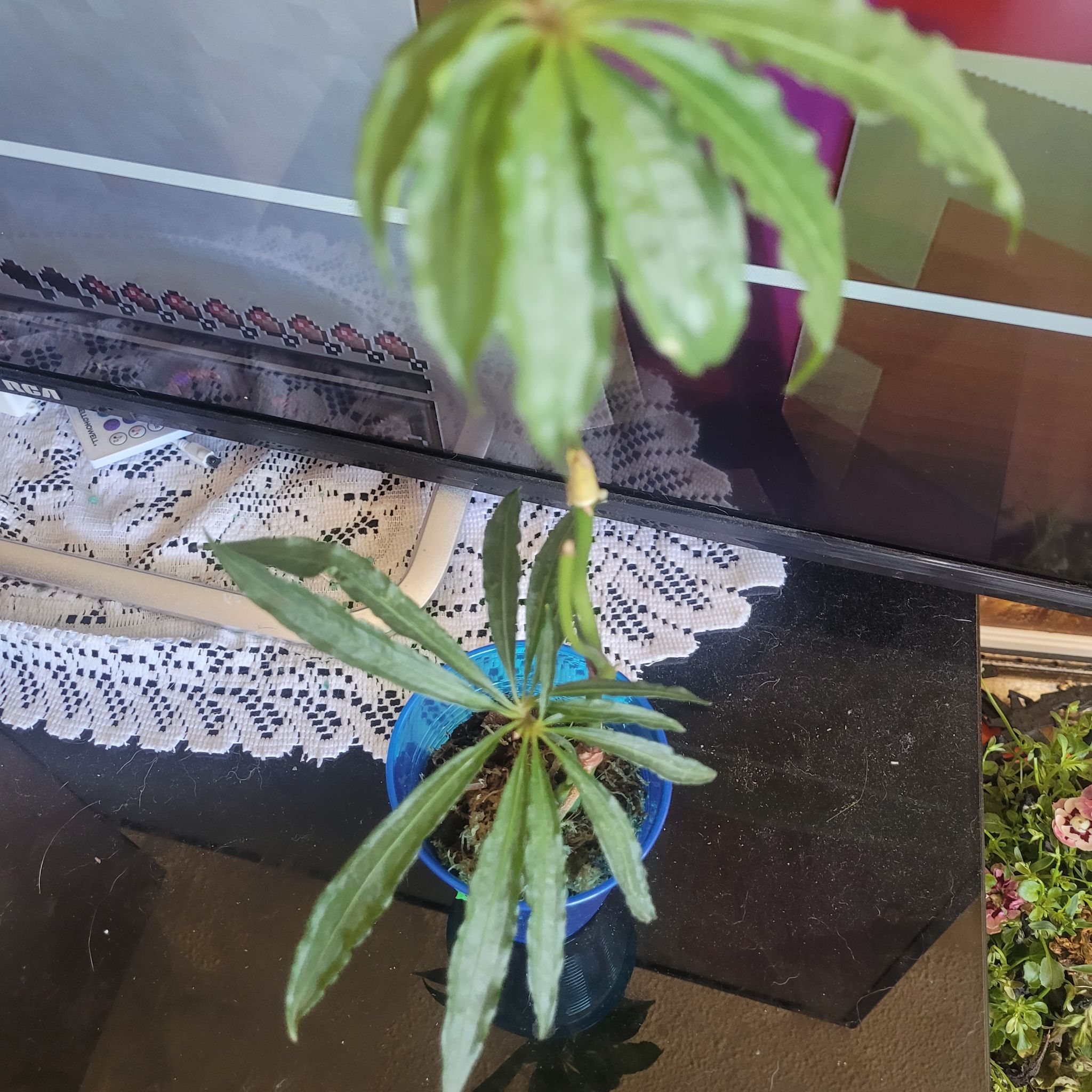 Photo of the plant species Faux Marijuana Plant by @ashbandicoot named Granddaddy Purp on Greg, the plant care app