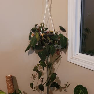 Philodendron Micans plant in Lethbridge, Alberta